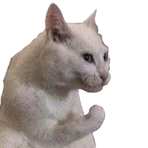 👌 Стикер «cats cats cats!» для Telegram