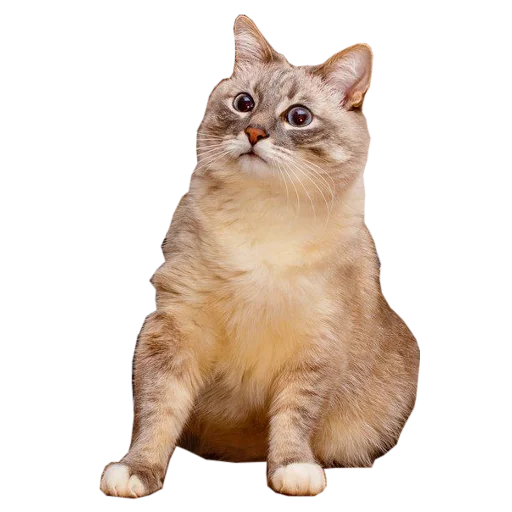 🍆 Стикер «cats cats cats!» для Telegram