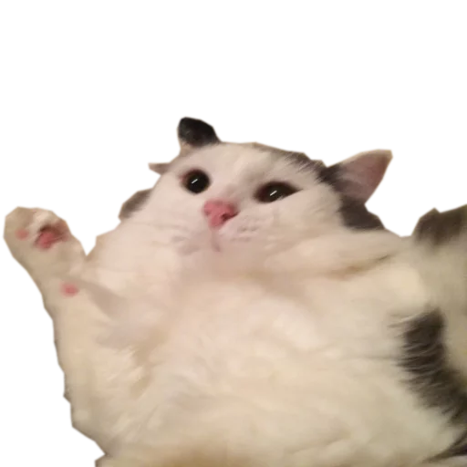 🍆 Стикер «cats cats cats!» для Telegram