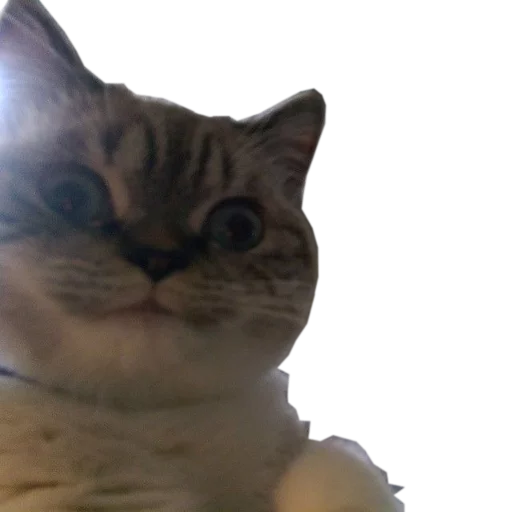 🍆 Стикер «cats cats cats!» для Telegram