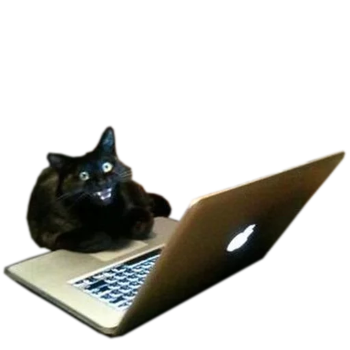 💻 Стикер «cats cats cats!» для Telegram