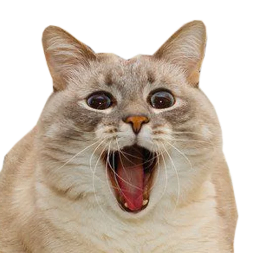 🍆 Стикер «cats cats cats!» для Telegram