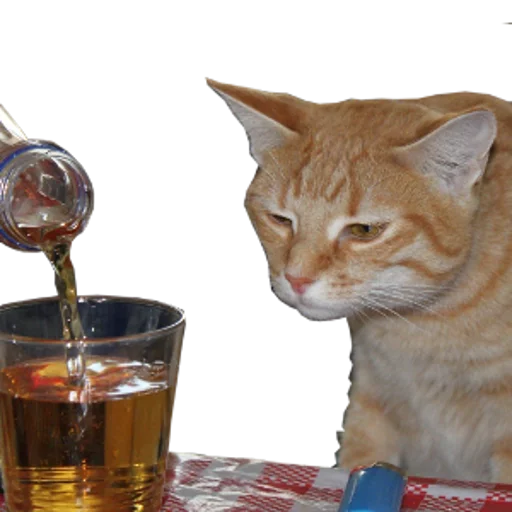 🍸 Стикер «cats cats cats!» для Telegram