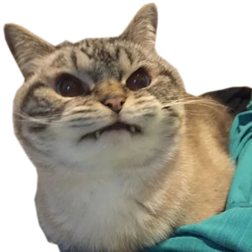 🍆 Стикер «cats cats cats!» для Telegram