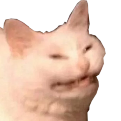 🍆 Стикер «cats cats cats!» для Telegram