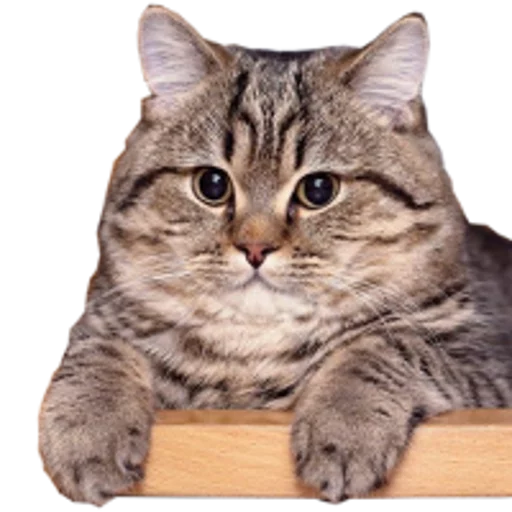 🍆 Стикер «cats cats cats!» для Telegram