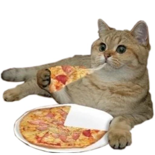 🍕 Стикер «cats cats cats!» для Telegram
