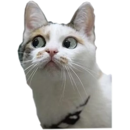 💩 Стикер «cats cats cats!» для Telegram