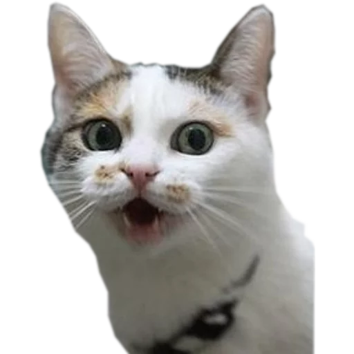 💩 Стикер «cats cats cats!» для Telegram