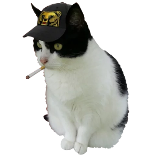 🚬 Стикер «cats cats cats!» для Telegram
