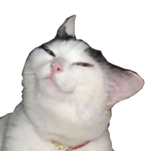 🍆 Стикер «cats cats cats!» для Telegram