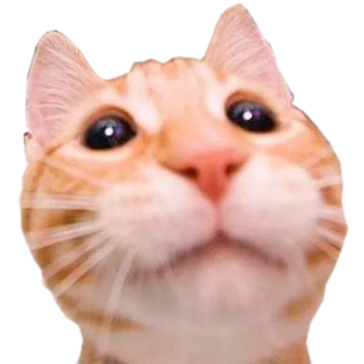 🍆 Стикер «cats cats cats!» для Telegram
