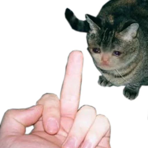 🍆 Стикер «cats cats cats!» для Telegram