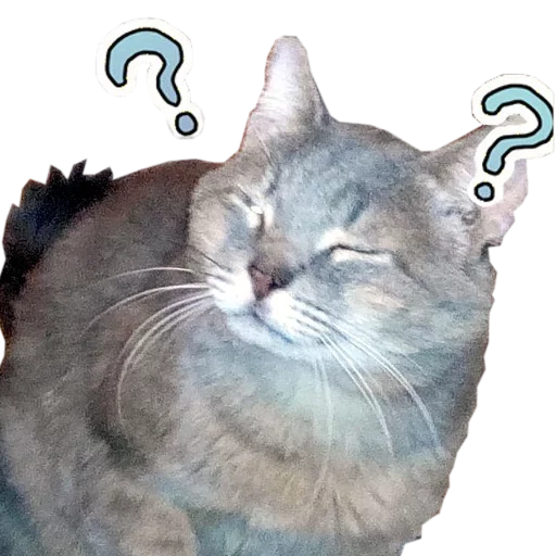 🍆 Стикер «cats cats cats!» для Telegram