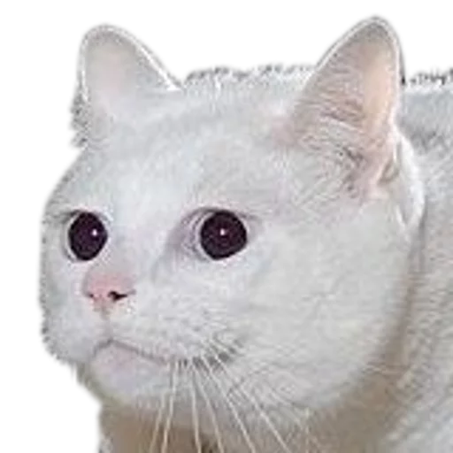 🍆 Стикер «cats cats cats!» для Telegram