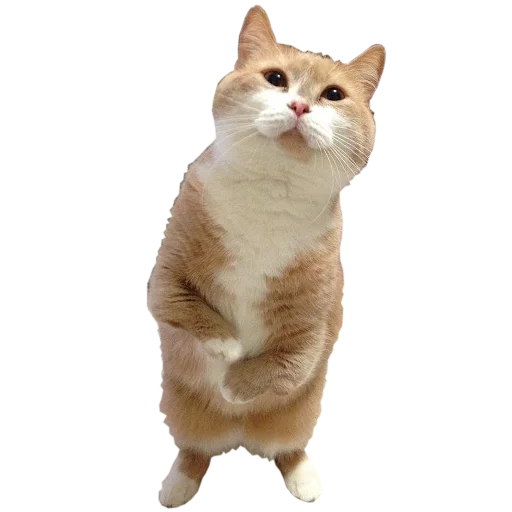🍆 Стикер «cats cats cats!» для Telegram