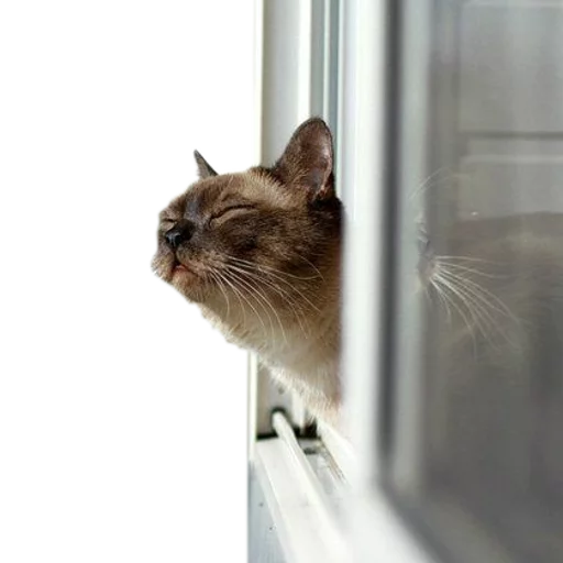 👌 Стикер «cats cats cats!» для Telegram