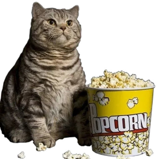 🍿 Стикер «cats cats cats!» для Telegram