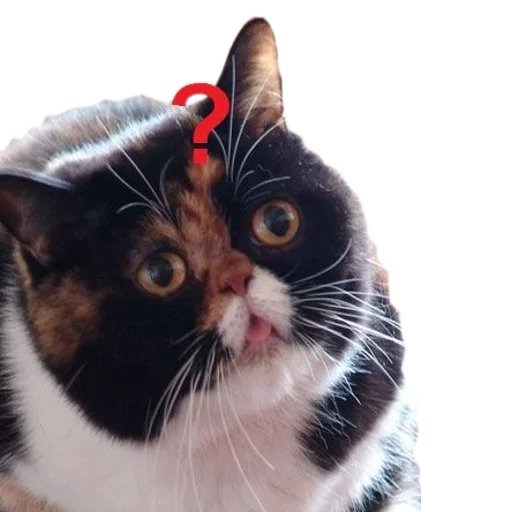 🍆 Стикер «cats cats cats!» для Telegram