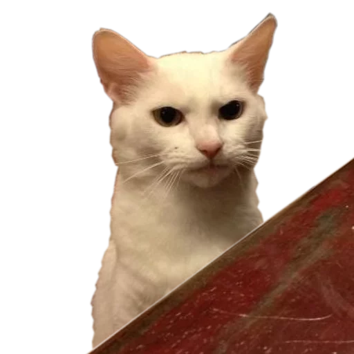 🍆 Стикер «cats cats cats!» для Telegram