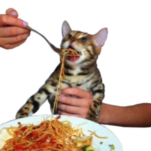 🍝 Стикер «cats cats cats!» для Telegram