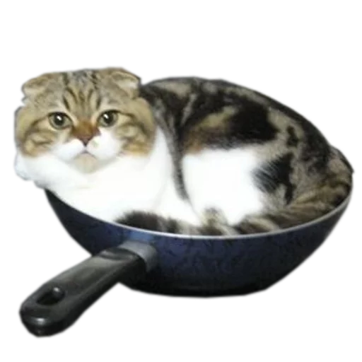 🍳 Стикер «cats cats cats!» для Telegram