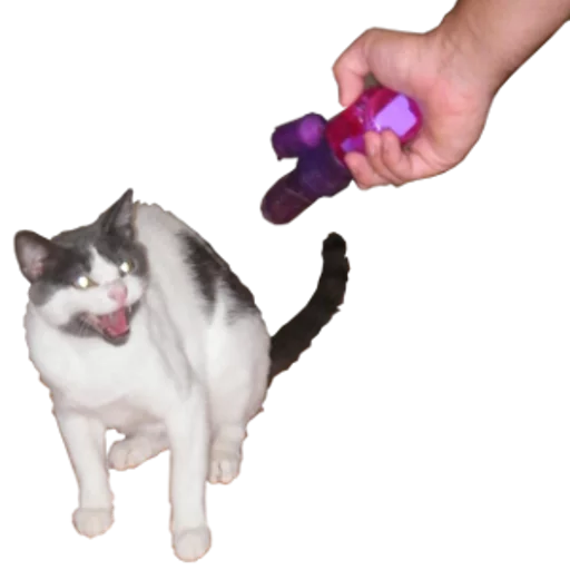 🍆 Стикер «cats cats cats!» для Telegram