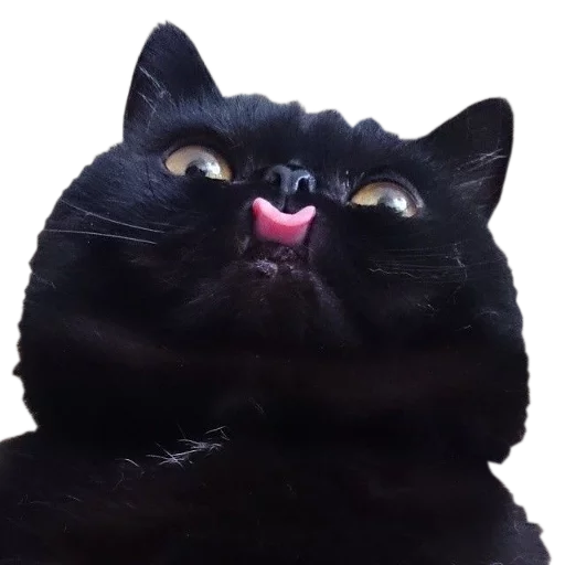 😛 Стикер «cats cats cats!» для Telegram