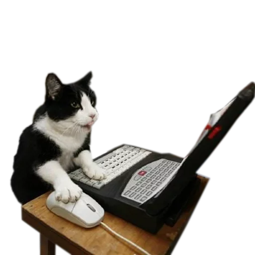 💻 Стикер «cats cats cats!» для Telegram