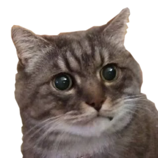 😳 Стикер «cats cats cats!» для Telegram