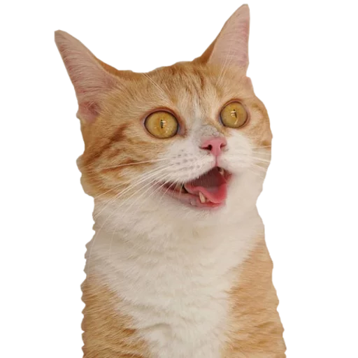 😂 Стикер «cats cats cats!» для Telegram