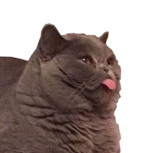 😛 Стикер «cats cats cats!» для Telegram