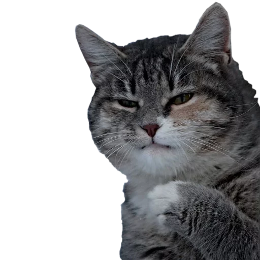 😠 Стикер «cats cats cats!» для Telegram