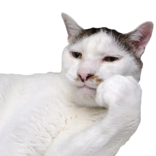 😒 Стикер «cats cats cats!» для Telegram