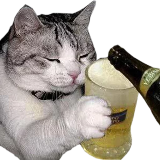 🍺 Стикер «cats cats cats!» для Telegram