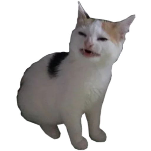 🍌 Стикер «cats cats cats!» для Telegram