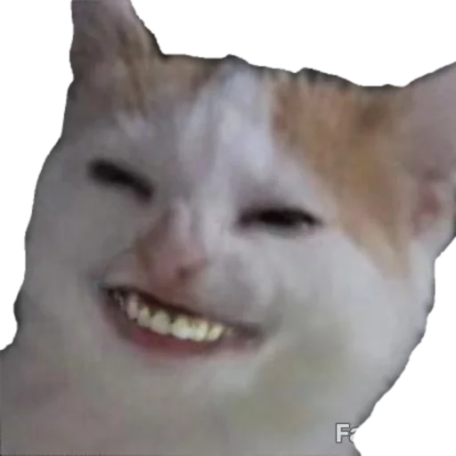🍌 Стикер «cats cats cats!» для Telegram