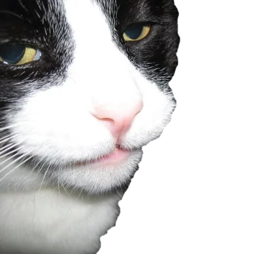 😐 Стикер «cats cats cats!» для Telegram