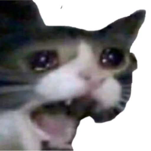 😭 Стикер «cats cats cats!» для Telegram