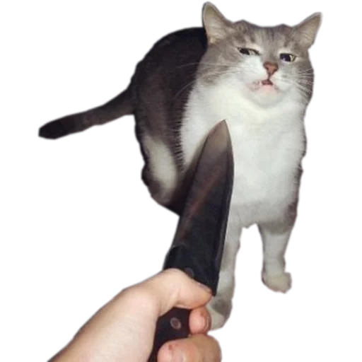🔪 Стикер «cats cats cats!» для Telegram