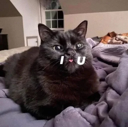 ✨ Стикер «cats mood» для Telegram