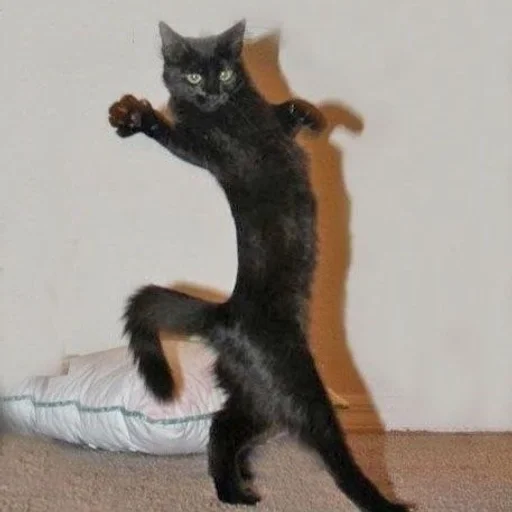 ✨ Стикер «cats mood» для Telegram