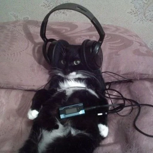 ✨ Стикер «cats mood» для Telegram