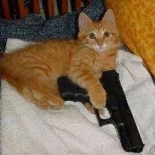 ✨ Стикер «cats mood» для Telegram
