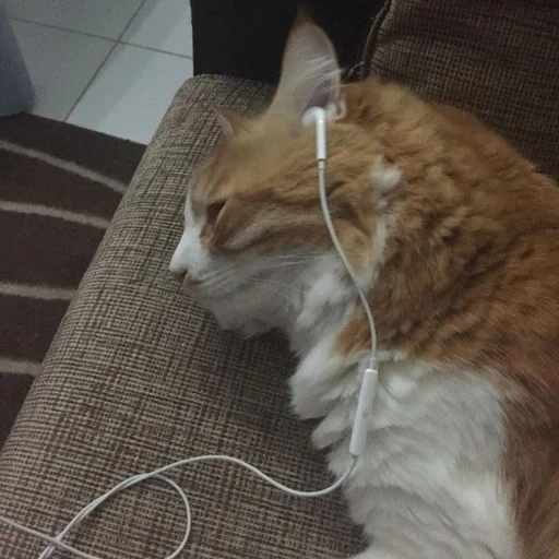✨ Стикер «cats mood» для Telegram