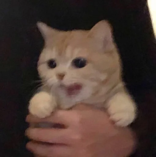 ✨ Стикер «cats mood» для Telegram