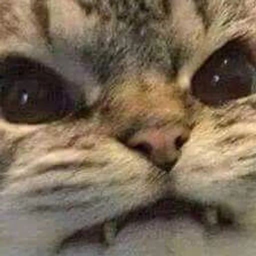 ✨ Стикер «cats mood» для Telegram