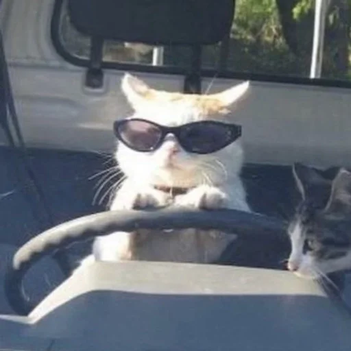 ✨ Стикер «cats mood» для Telegram
