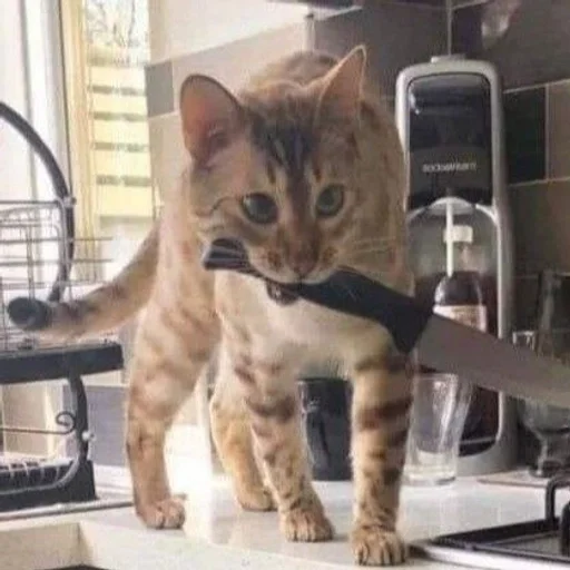 ✨ Стикер «cats mood» для Telegram