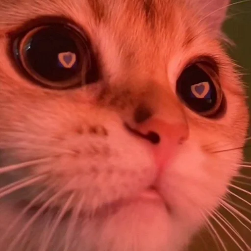 ✨ Стикер «cats mood» для Telegram